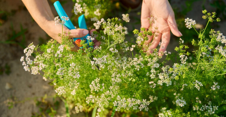 What Arizona Gardeners Should Do With Bolting Cilantro In May