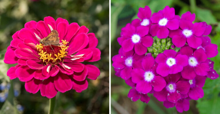 What Arizona Gardeners Should Plant After Cool-Season Flowers Fade In May