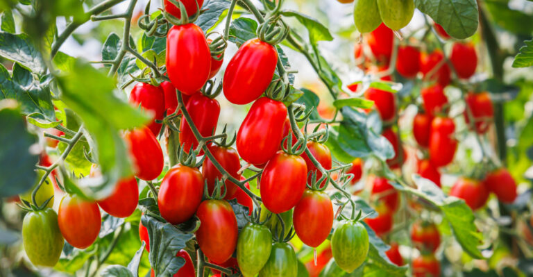 tomateos (featured image)