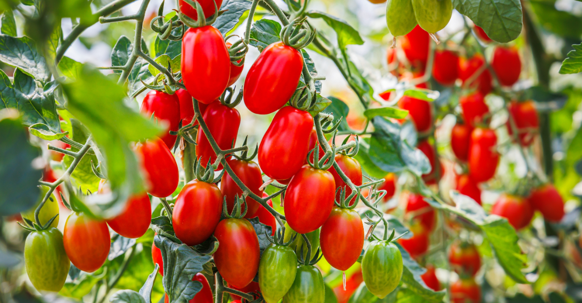 tomateos (featured image)