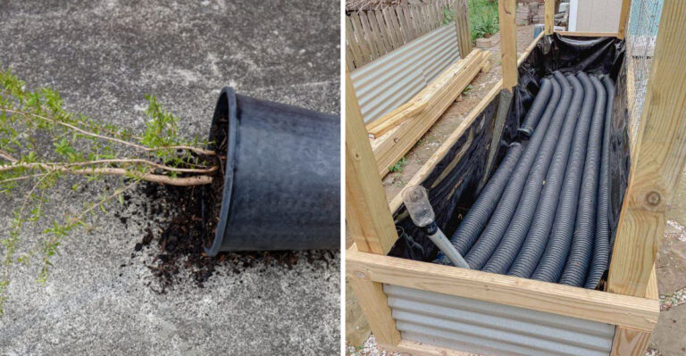 What Arizona Gardeners Should Watch For Before Monsoon Season Starts