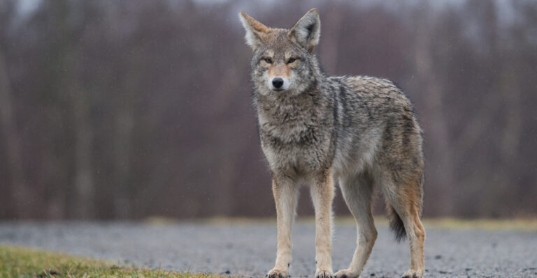 Coyotes (featured image)