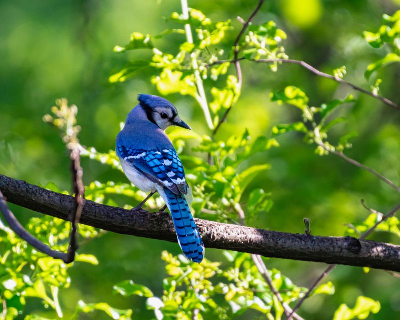 What Blue Jays Are Telling You When They Visit Your Illinois Yard What Blue Jays Are Telling You When They Visit Your Illinois Yard