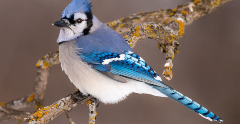 What Blue Jays Are Telling You When They Visit Your Illinois Yard