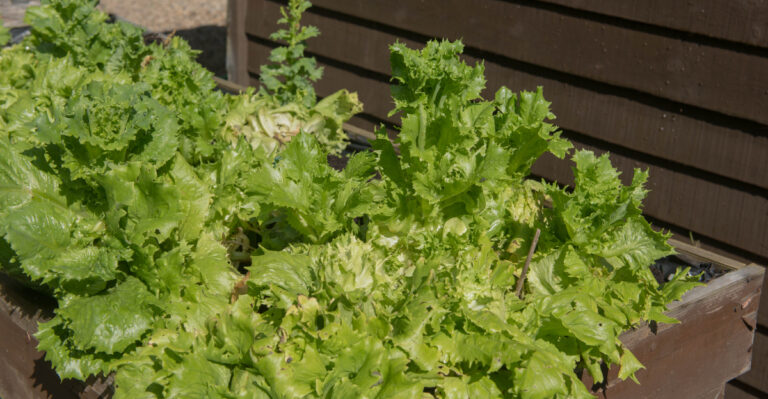 vegetables (featured image)