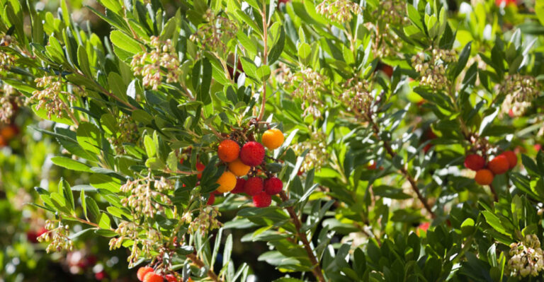What California Gardeners Are Planting Instead Of Arborvitae