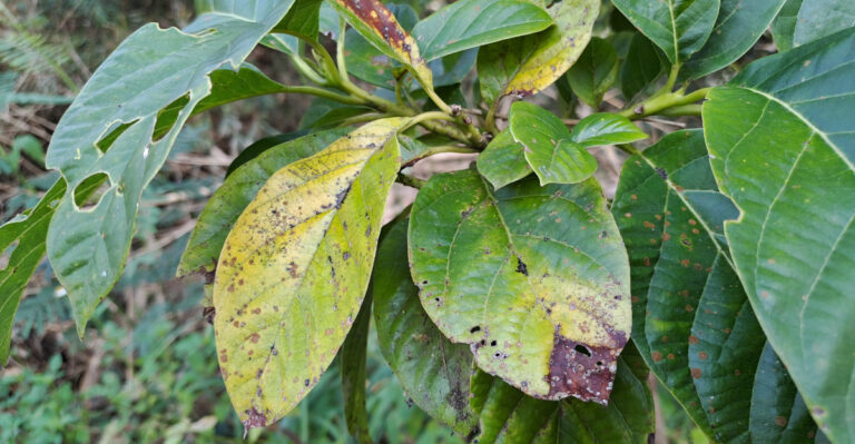 What California Gardeners Should Never Plant Next To An Avocado Tree