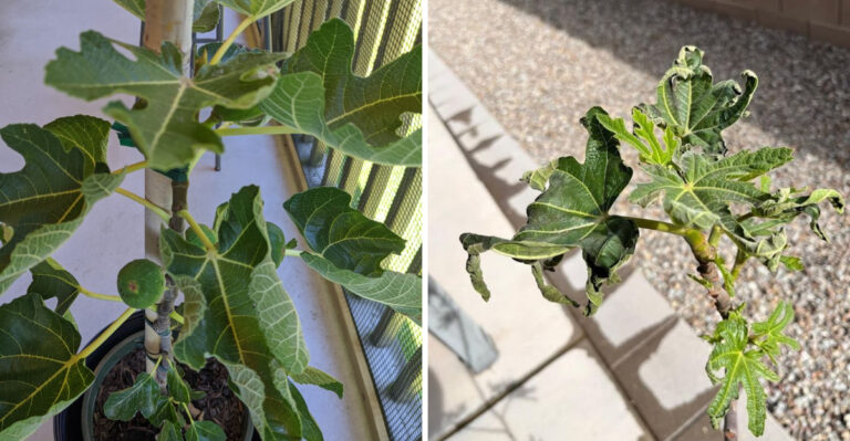 What Causes Curling Leaves On Georgia Fig Trees In Late Spring