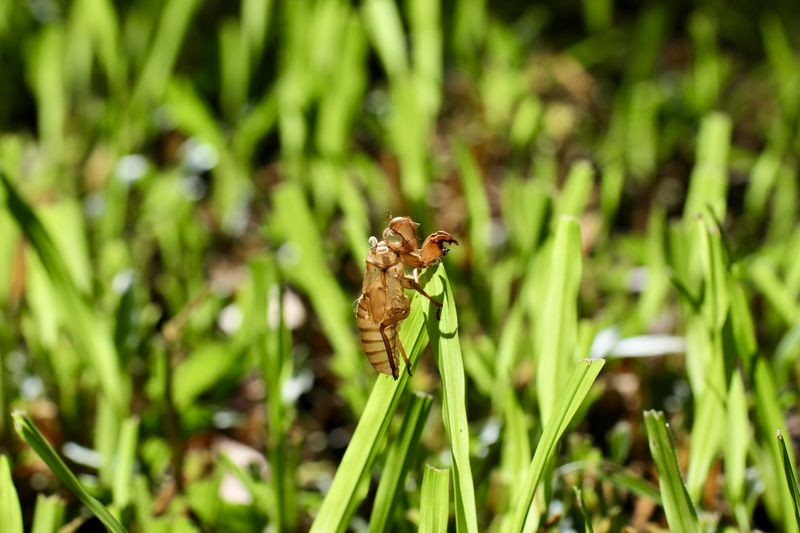 What Cicadas Actually Do To Your Lawn