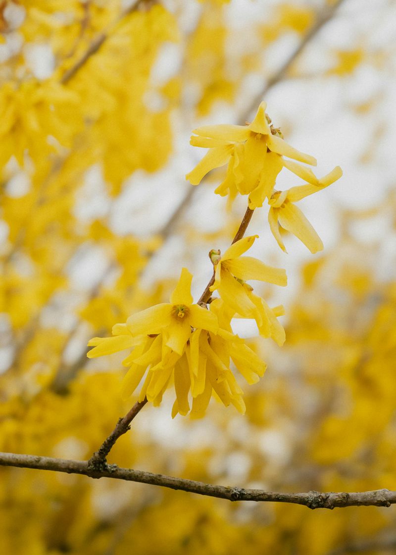What Colorado Gardening Experts Say About Forsythia