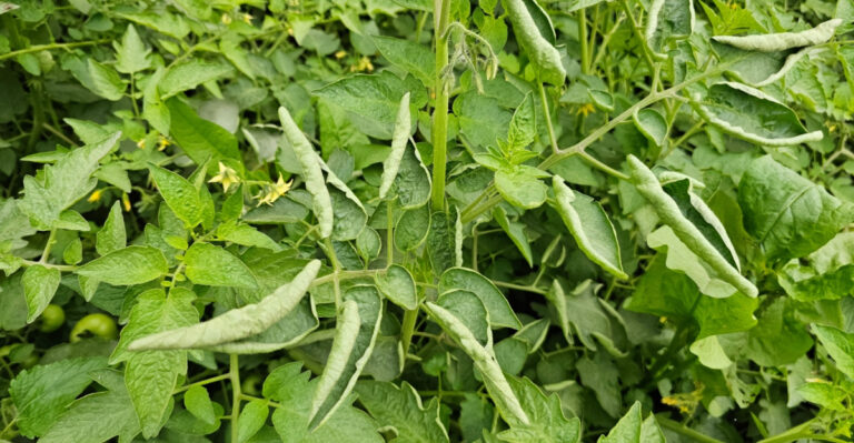 What Curling Tomato Leaves Are Telling Every New York Gardener Right Now