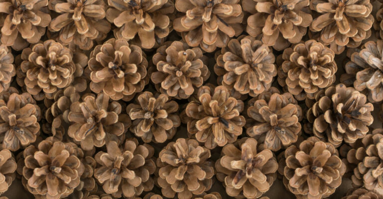 What Do Illinois Gardeners Know About Burying Pine Cones That You Don’t