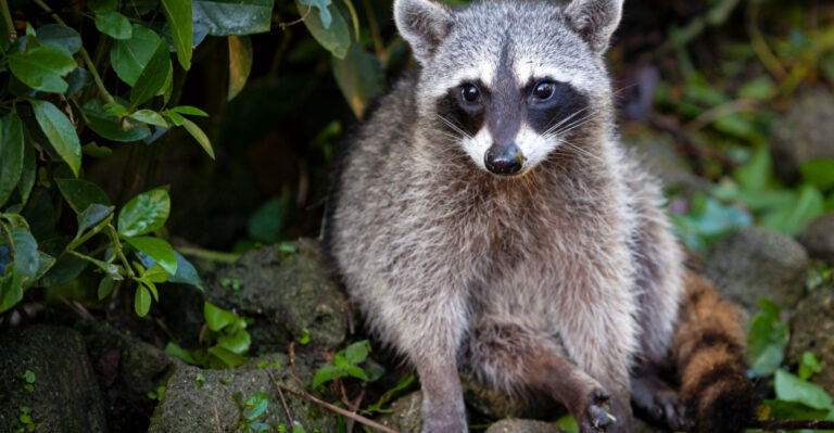 What Draws Raccoons To Wisconsin Backyards At Night And How To Actually Stop Them