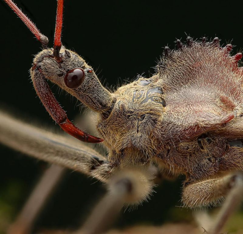 Wheel bug up close