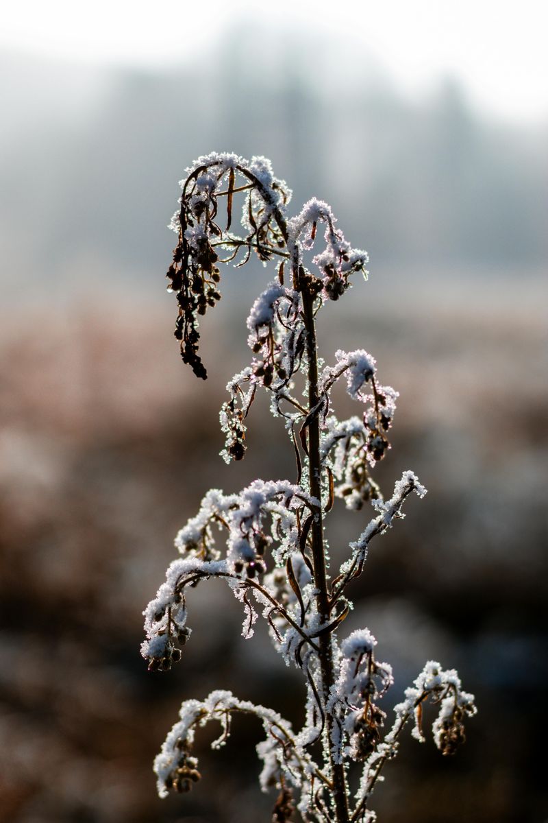 What 'False Spring' Actually Means In Indiana