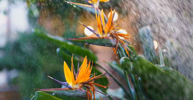 What Florida Gardeners Should Do With Bird Of Paradise After Heavy Rain
