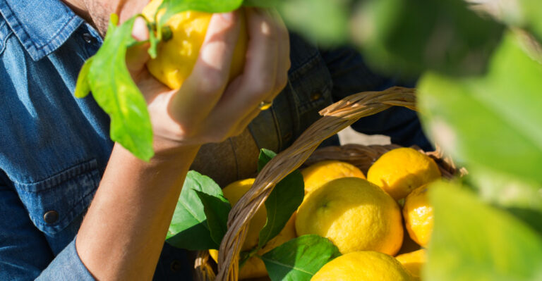 What Florida Gardeners Should Do With Citrus Trees In May For Bigger, Juicier Harvests