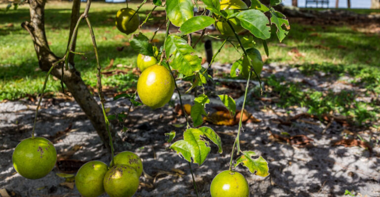 What Florida Gardeners Should Do With Mango Trees In May Before Peak Fruit Season