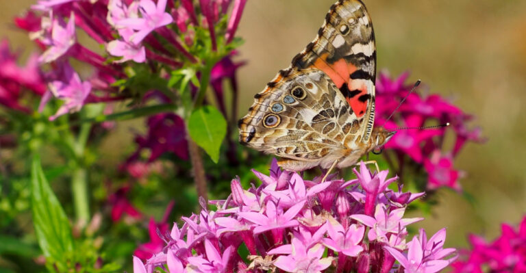 What Florida Gardeners Should Do With Pentas In May To Keep Butterflies Coming All Summer