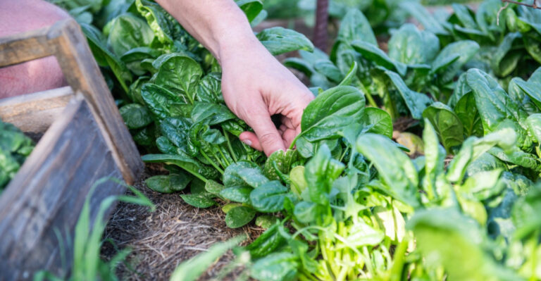 What Florida Gardeners Should Harvest Before May Heat Changes The Flavor