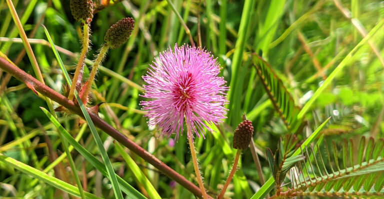 sunshine mimosa