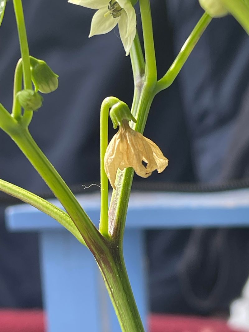 What Flower Drop Actually Means