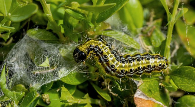 What Gardeners Should Do If They Spot It
