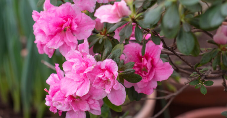 Azaleas (featured image)