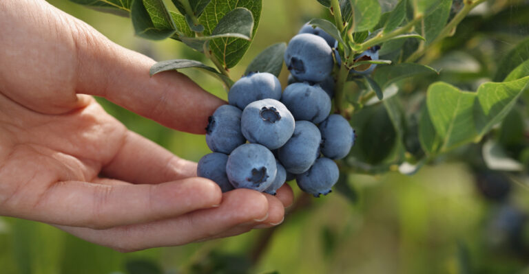 Blueberries (featured image)