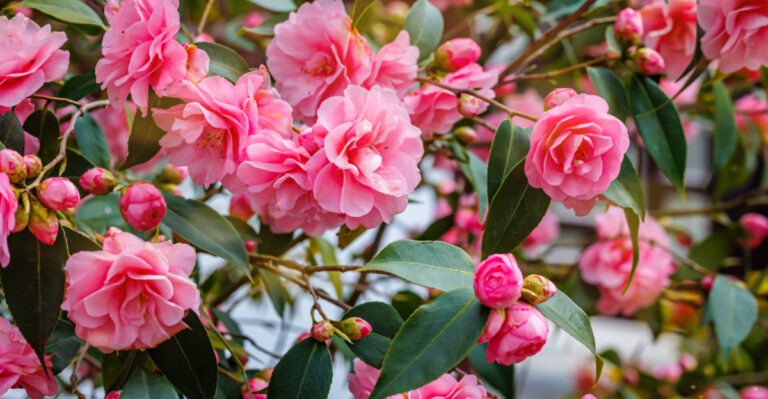 Camellias (featured image)