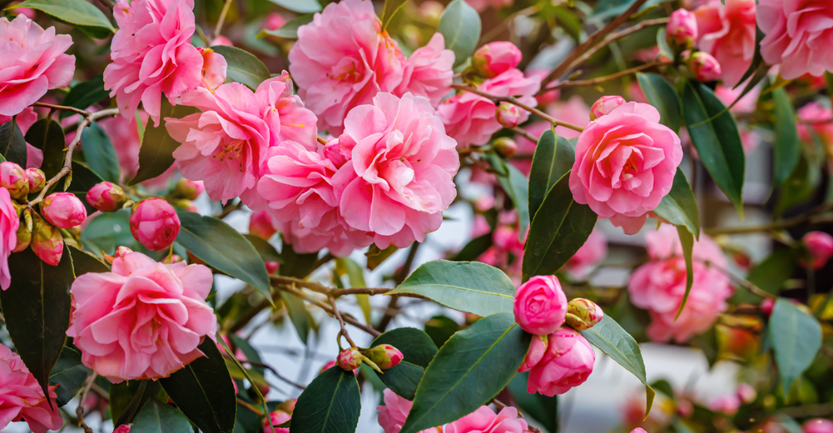 Camellias (featured image)