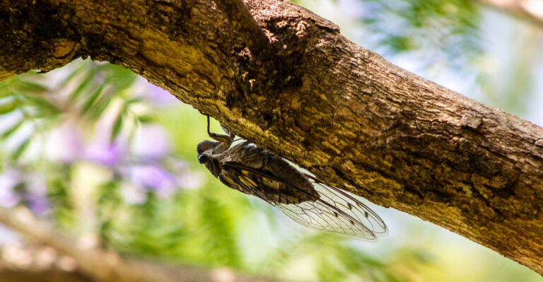cicadas (featured image)