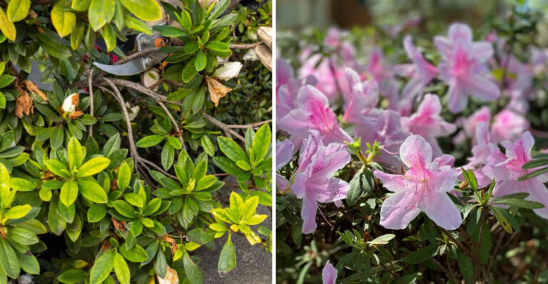 What Georgia Gardeners Should Know Before Trimming Azaleas In May