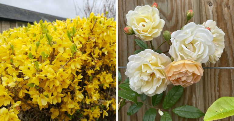What Georgia Gardeners Should Stop Pruning Before June Begins