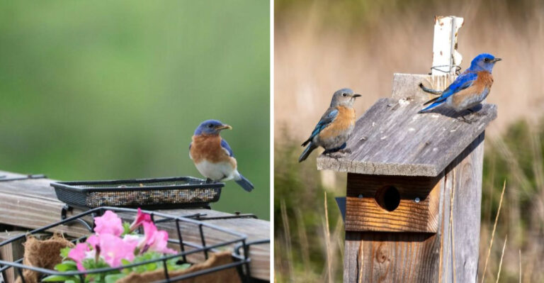 What Georgia Homeowners Are Putting Out For Eastern Bluebirds This Spring