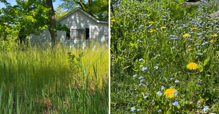 What Georgia Homeowners Should Know About No Mow May