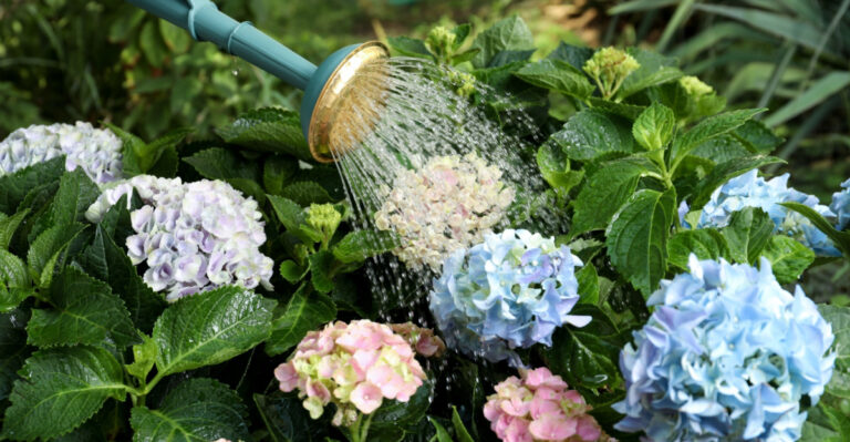 What Georgia Hydrangeas Need Before Summer Humidity Hits To Keep Blooming Through August