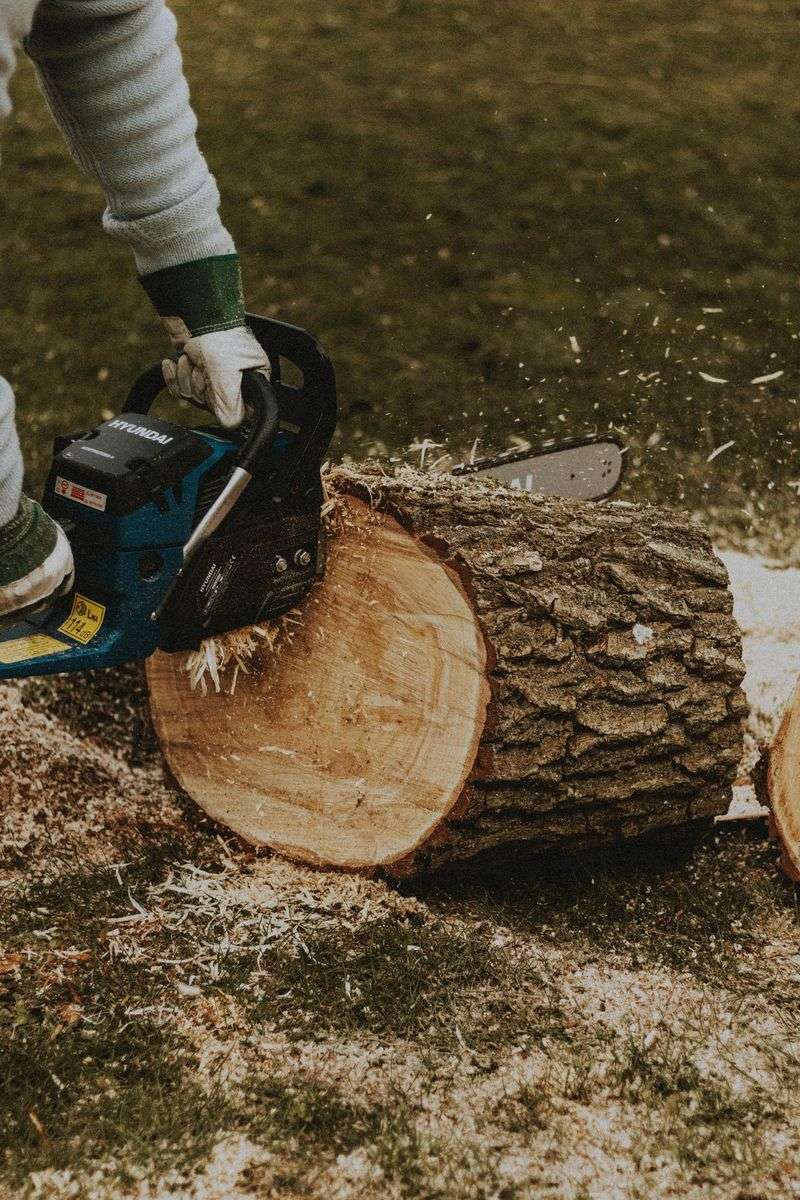 A tree being cut down