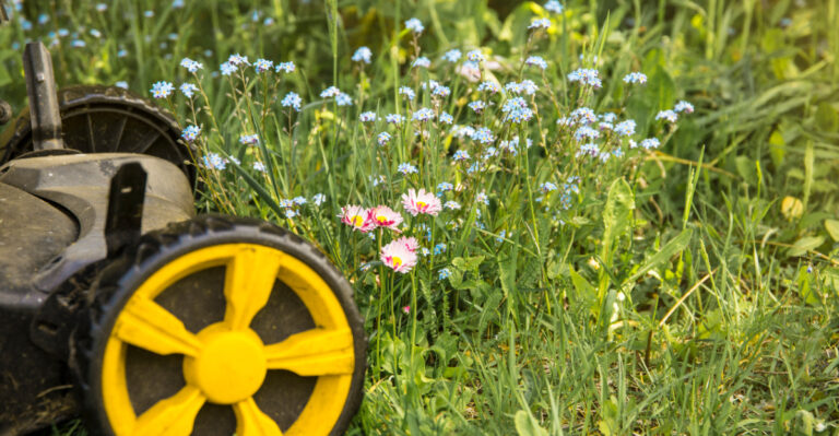 What Happens To California Lawns After 30 Days Of No-Mow May