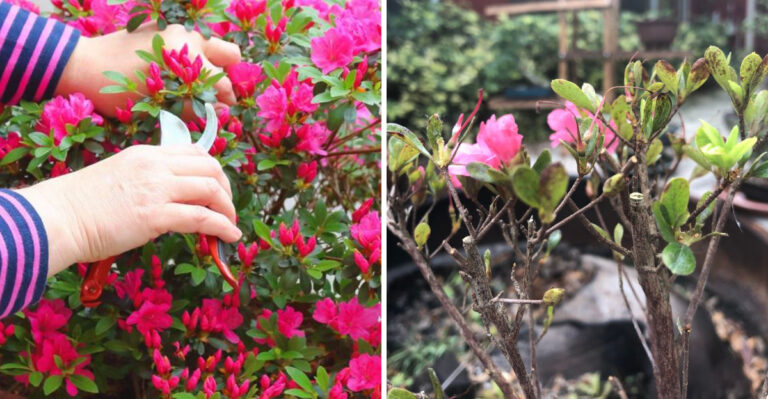 What Happens When Georgia Gardeners Prune Azaleas Too Late In Spring