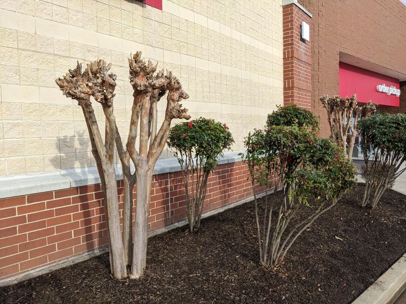 What Healthy Crape Myrtle Pruning Looks Like