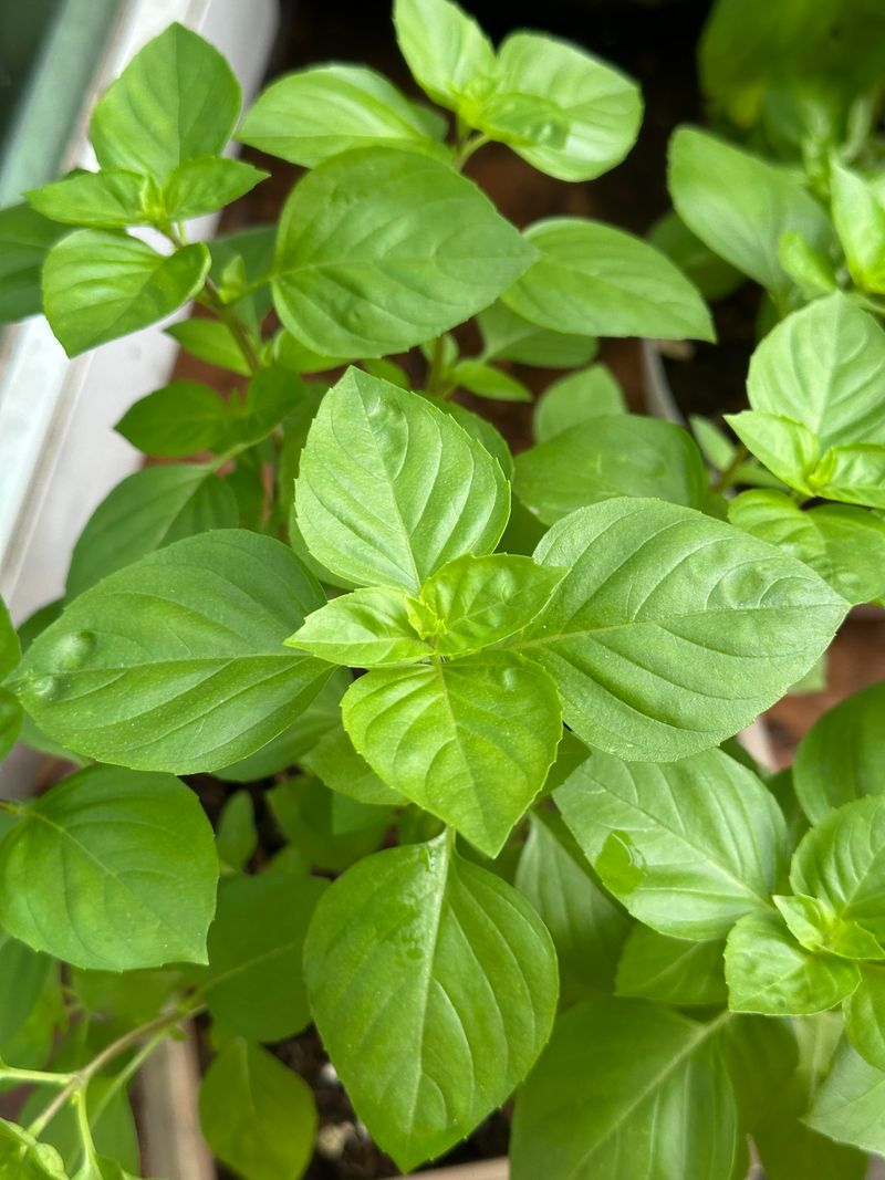 What Healthy Illinois Basil Actually Needs 