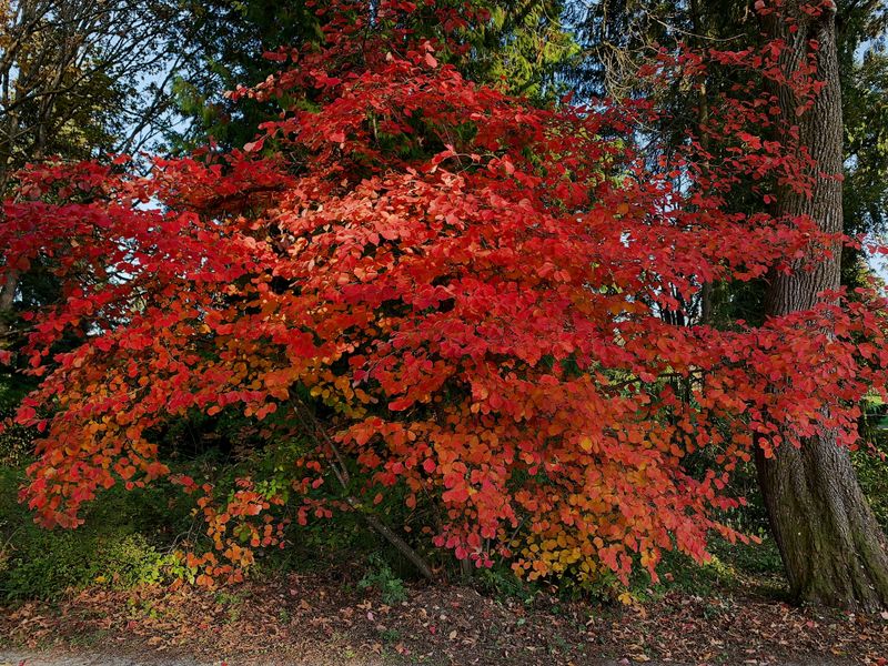 What Is This Shrub And Why Is It So Popular