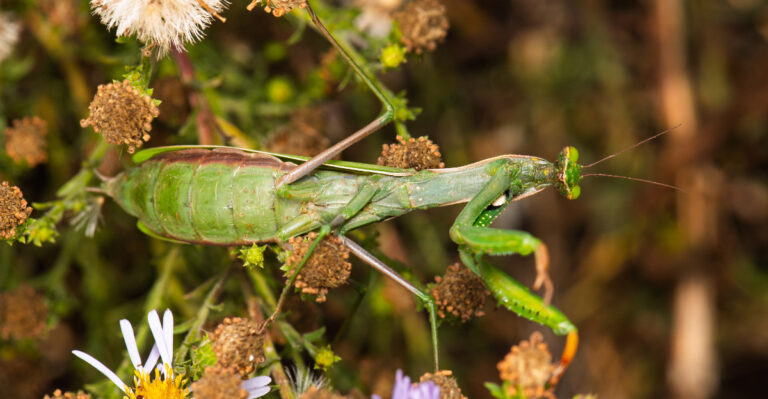 What It Means When A Praying Mantis Appears In Your California Garden