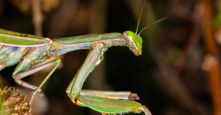 What It Means When A Praying Mantis Appears In Your Oregon Garden