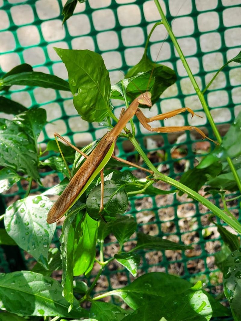 What Its Presence Really Says About Your Garden