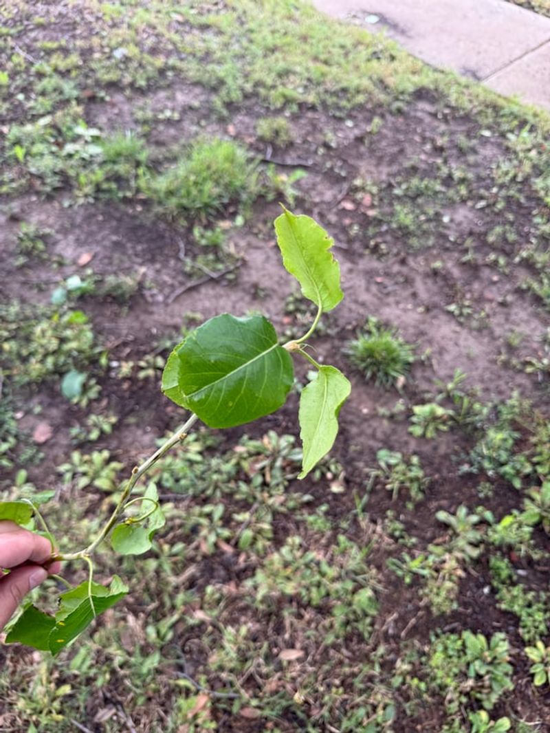 What Looks Harmless Now Can Become A Bigger Yard Problem Later