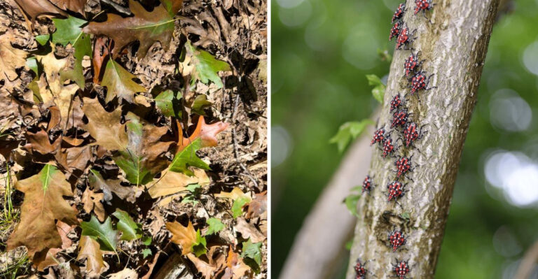 What MDARD Is Warning Michigan Gardeners About This Spring