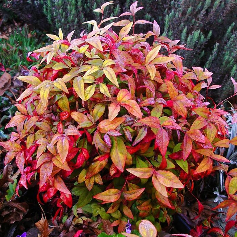 What Makes Nandina So Appealing