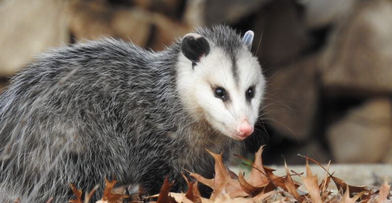 Opossums (featured image)